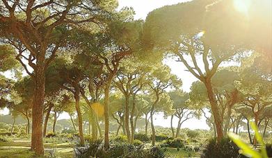 EL PINAR DE PERITANDA