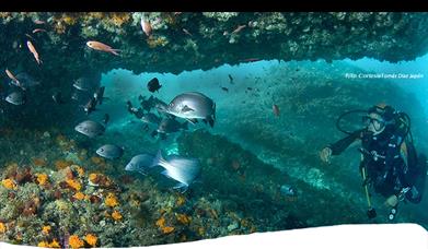 Buceoscórpora Tarifa