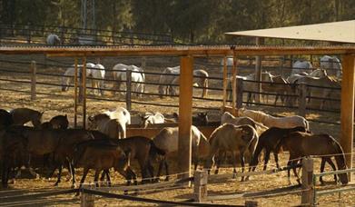 Pensión Rancho La Paz