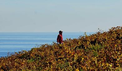 Viña del Peñoncillo frente al Mar