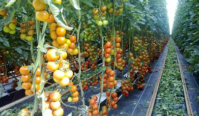 Clisol Agro