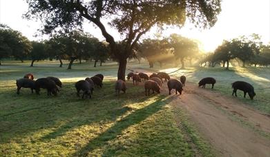Las Lagartosas Turismo Rural y de Naturaleza