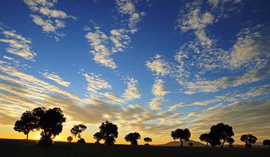 Llanos de los Olivares