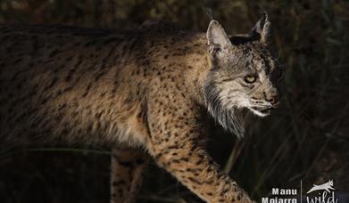 Wild Doñana - Tour del Lince