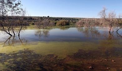 Laguna de los Jarales