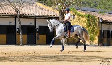 Yeguada Cartuja - Hierro del Bocado