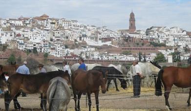Feria de Ganado "Ciudad de Montoro"