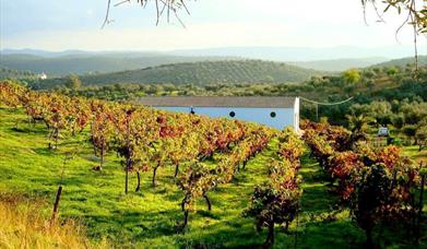 Bodegas Tierra Savia
