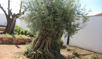 Centro del Olivar de Sierra-Adamuz