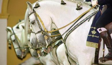 Fundación Real Escuela Andaluza del Arte Ecuestre