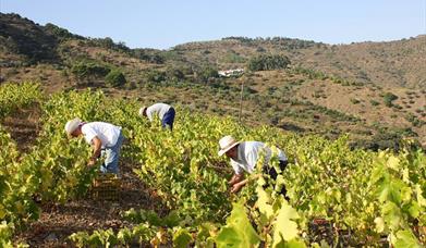Bodega Antigua Casa de Guardia