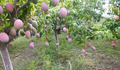 Finca Experimental El Zahorí