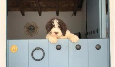 Aceptamos a tu mascota