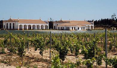 Bodegas Marqués de Villalúa