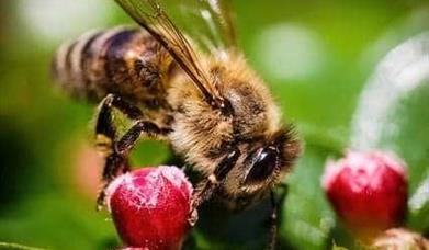 Finca de Café - Herradura Coffee Farm