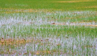 Feria y Fiestas del Arroz y el Cangrejo