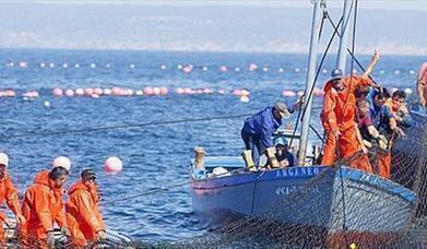 Mayo: el mes del atún rojo en la Costa de Cádiz