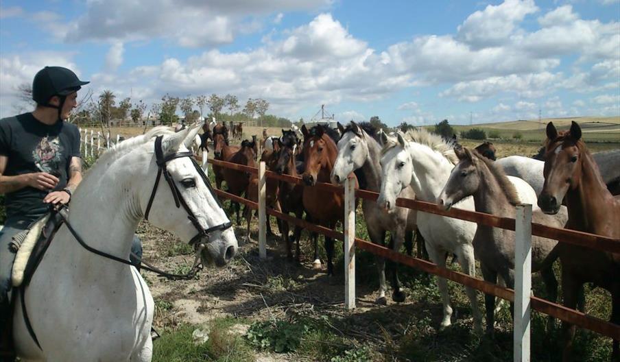 Alcántara Ecuestre