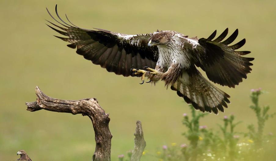 Rapaces ibéricas