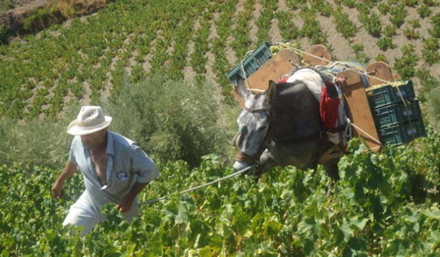 Bodegas Ucopaxa