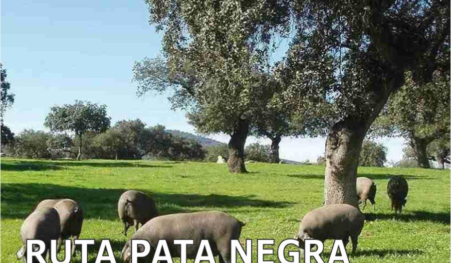 Lynxaia