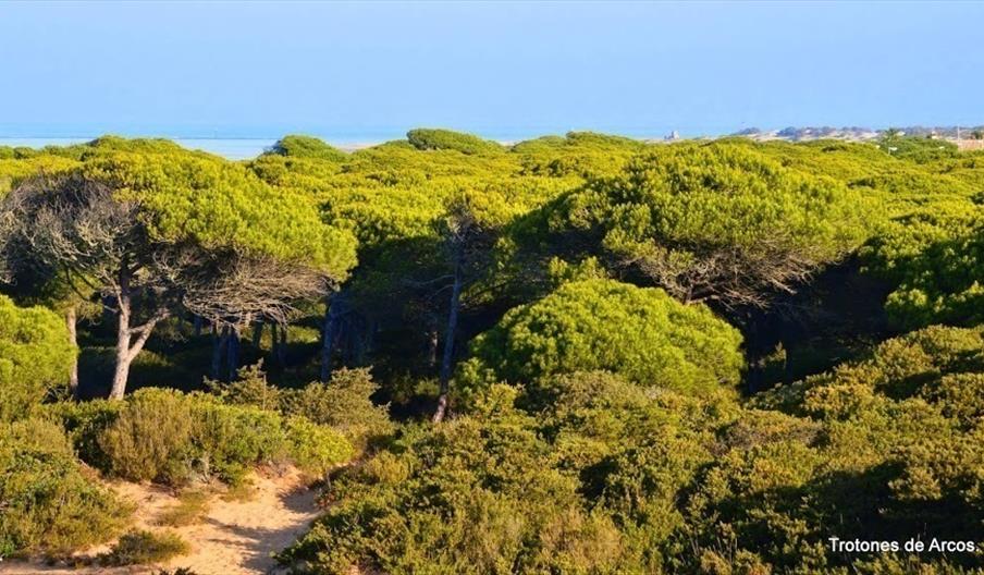 La Barrosa