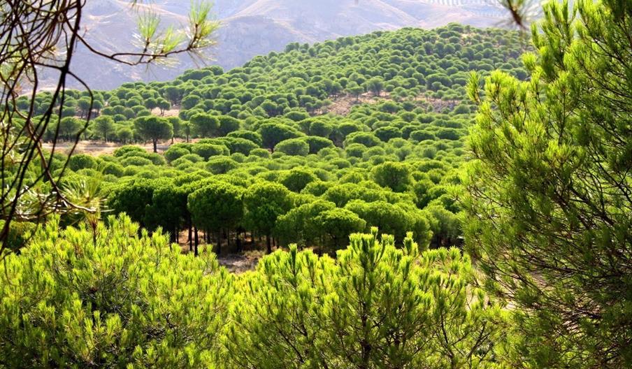Pinar del Hacho