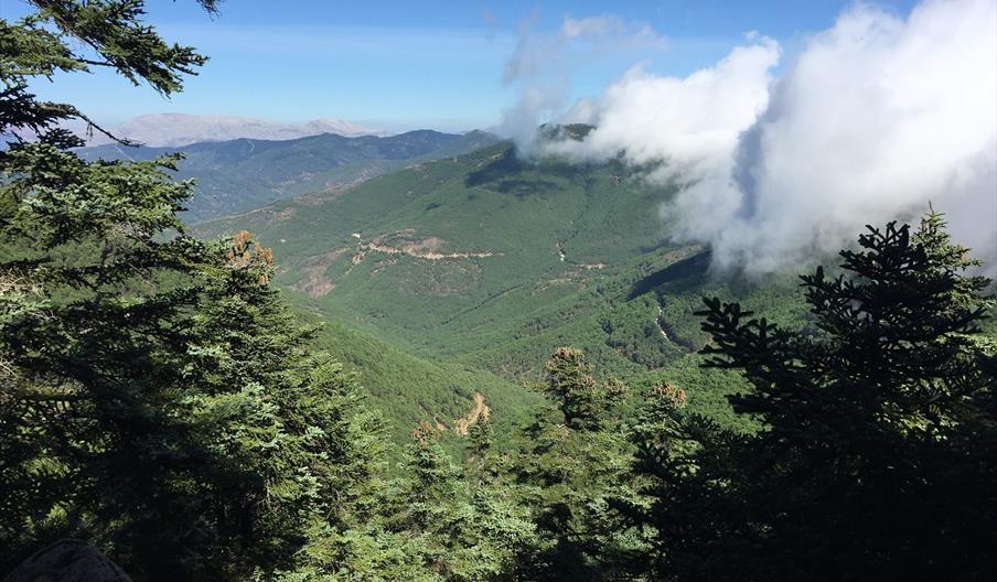 Ecoturismo Abeto del Sur