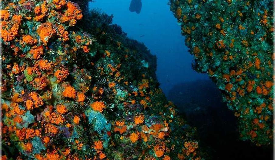 Bautizo de buceo