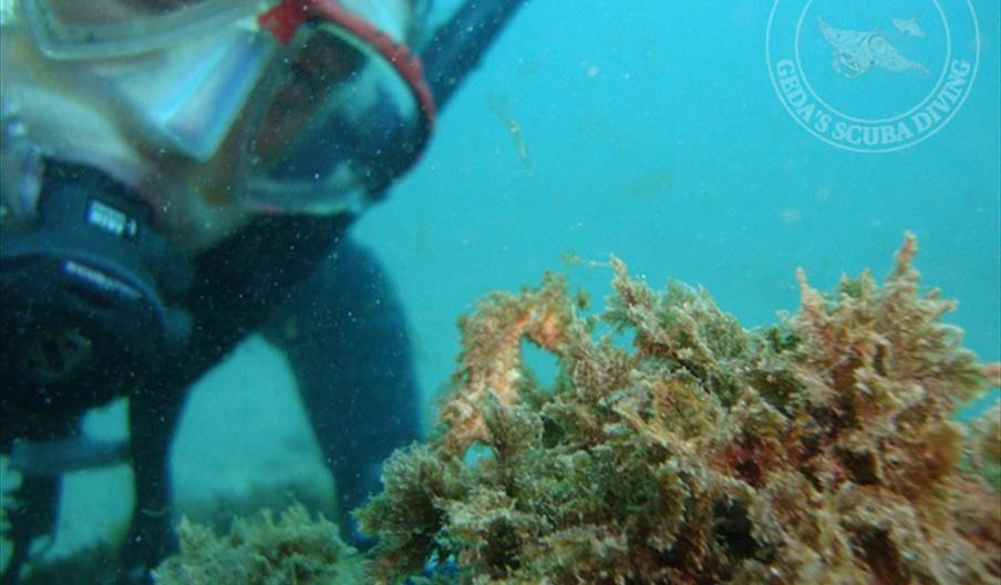 Eco-Dive