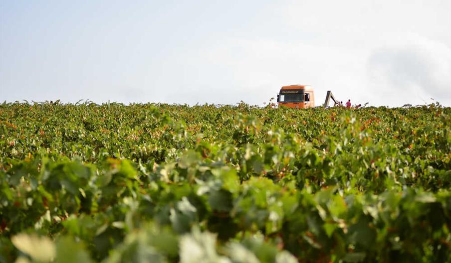 Bodegas Palomillo