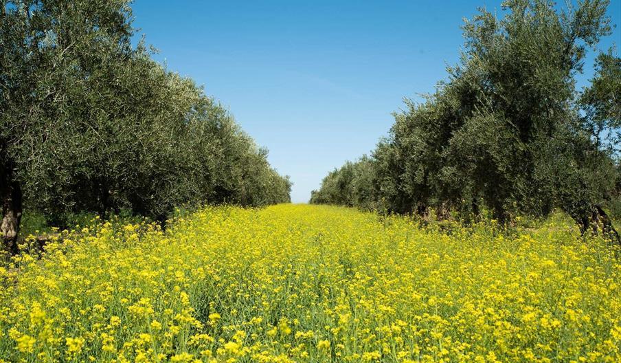 Olivar en primavera