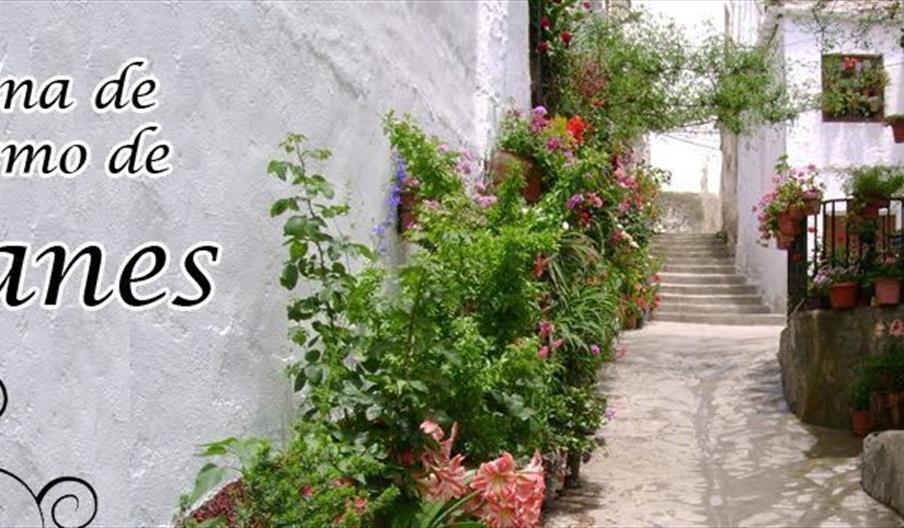 Ohanes