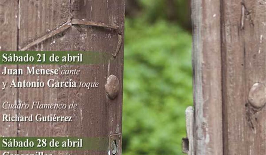 Reviso Flamenco