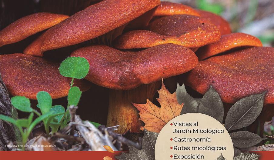 Priego Micológico