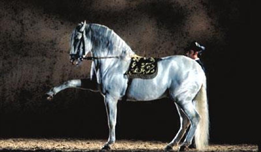 Cómo bailan los caballos andaluces