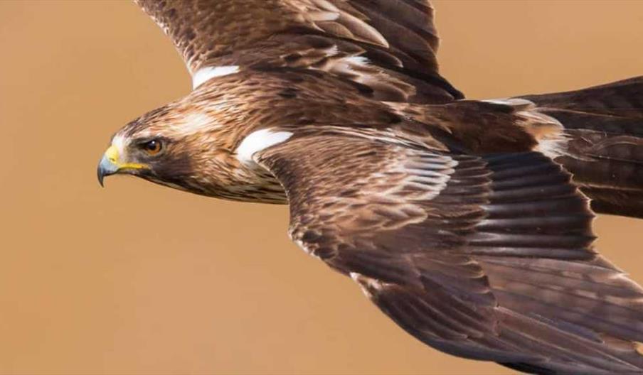 Birding the strait