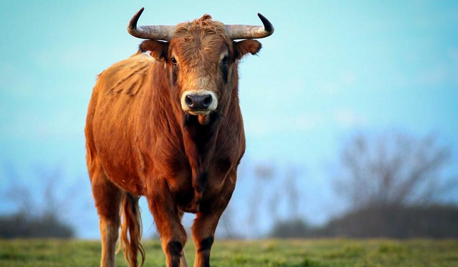 Aprende de toros
