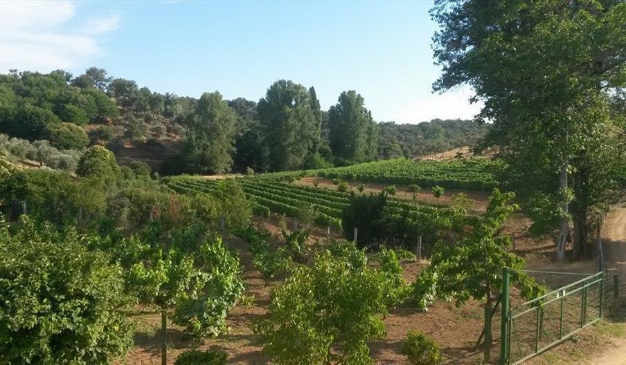 Bodega la Margarita