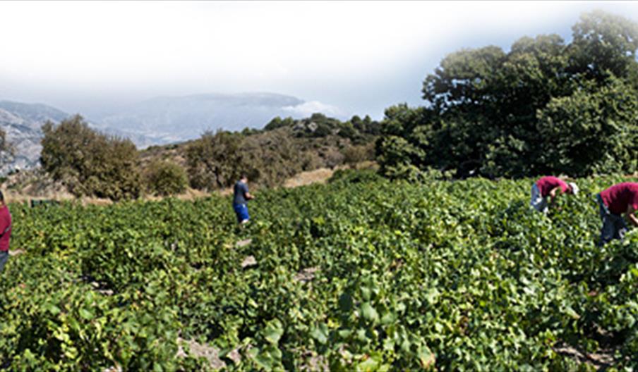 Bodegas H. Calvente