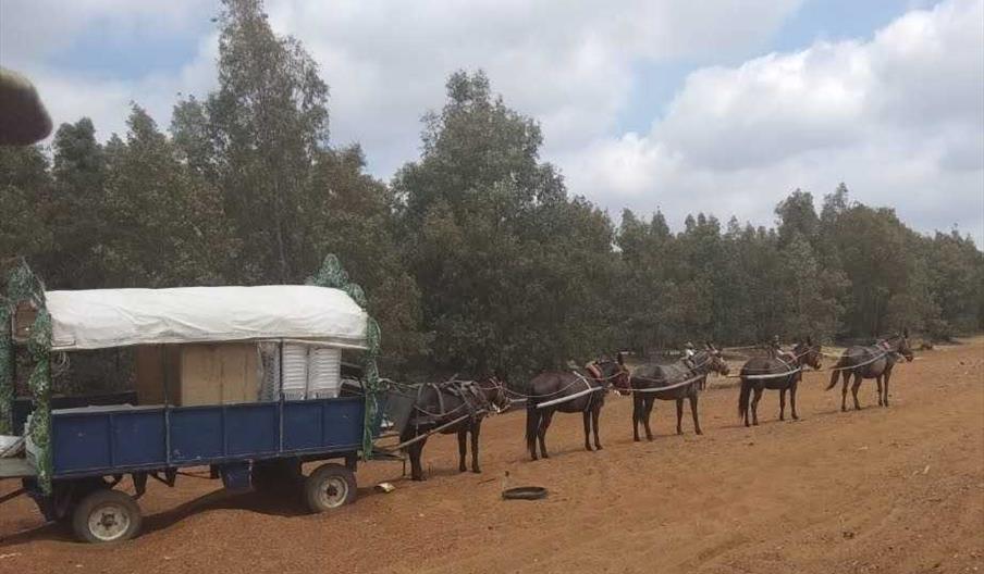 transporte rociero