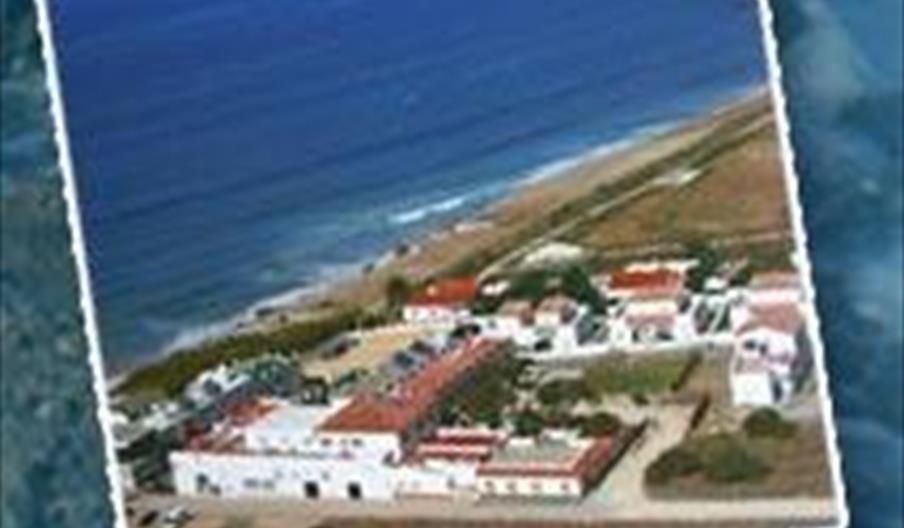 Palmera