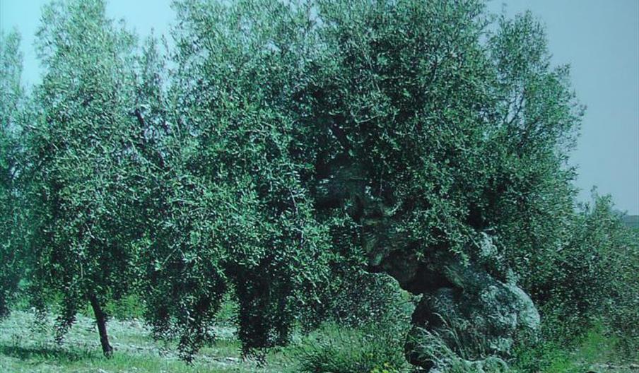 Olivo de Las Lomas