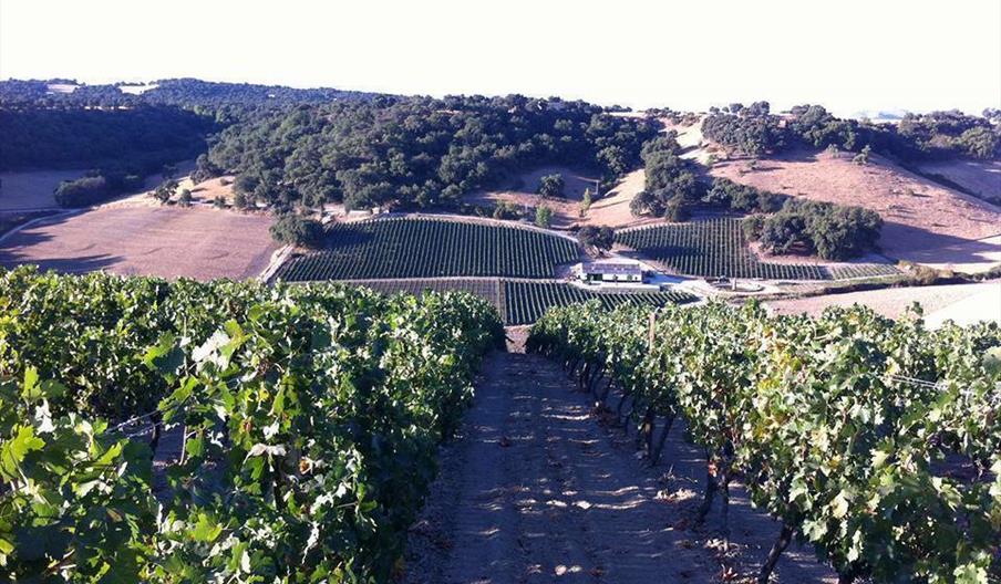 Bodegas Viloria