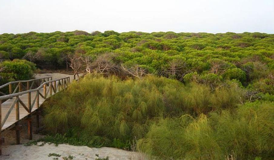 Punta Candor