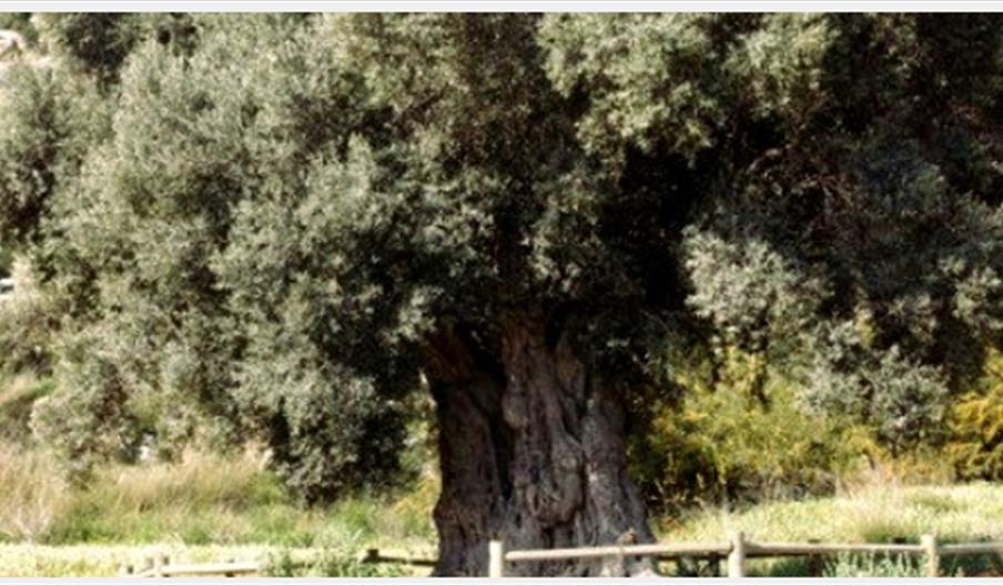 Olivo Milenario Aguamarga