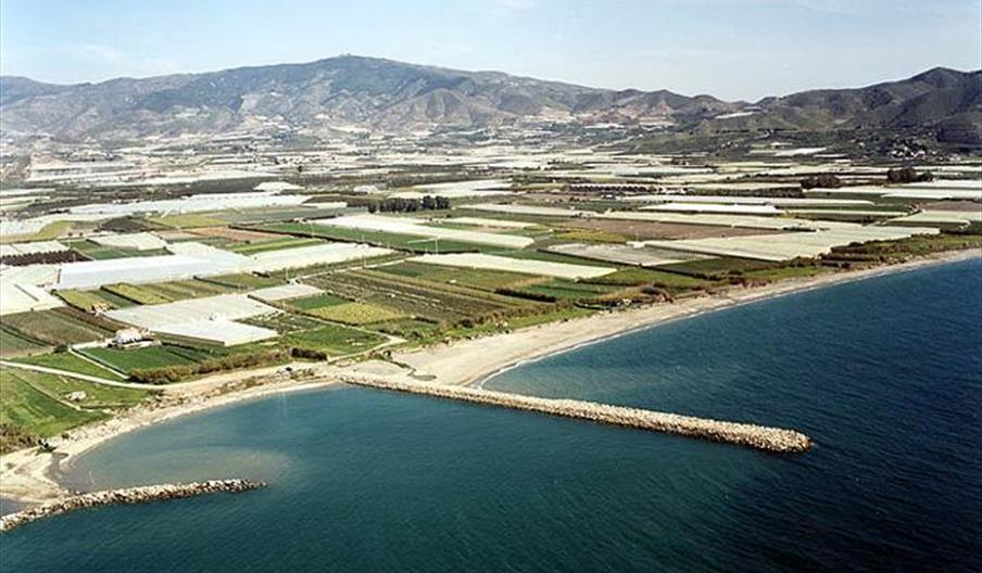 Azucenas