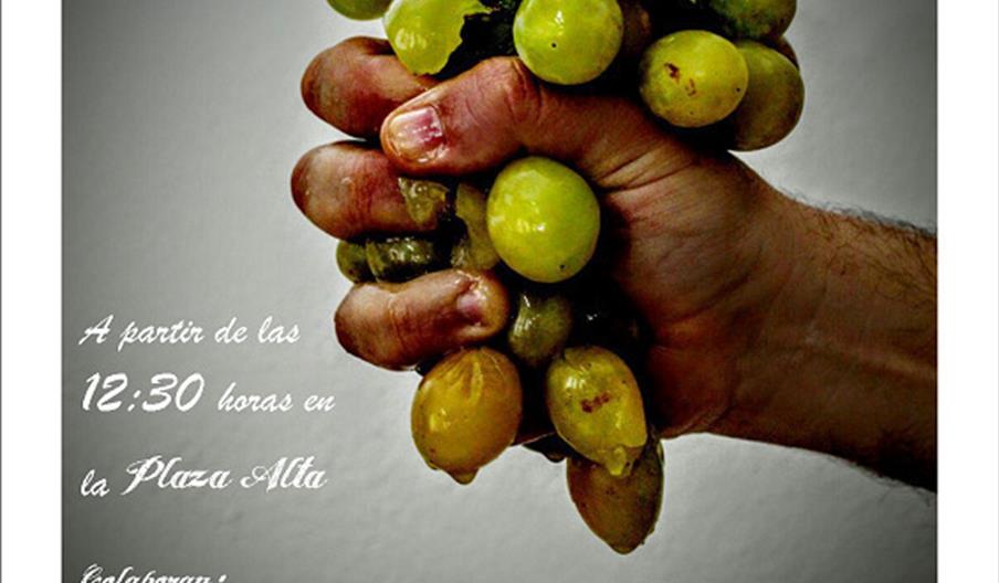 Cata de Mosto de Tolox