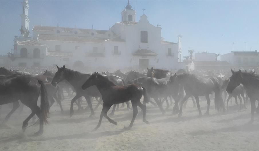 Saca_de_las_Yeguas_El_Rocio_Almonte
