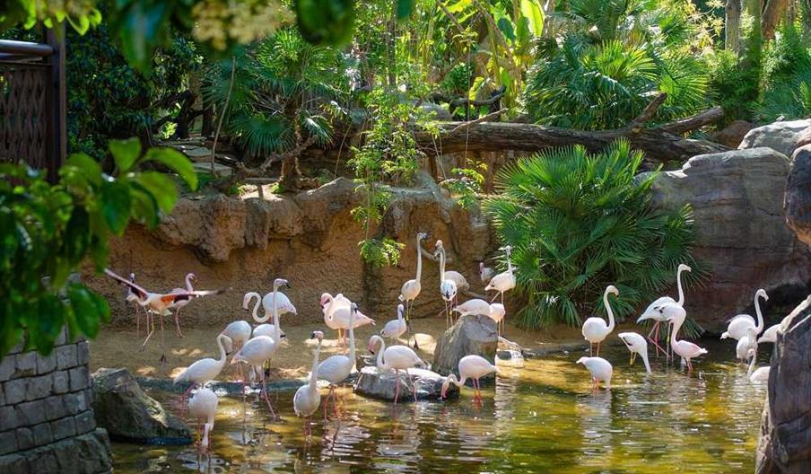 Bioparc Fuengirola